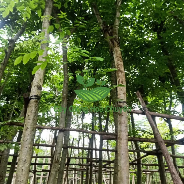 CÂY GIÁNG HƯƠNG