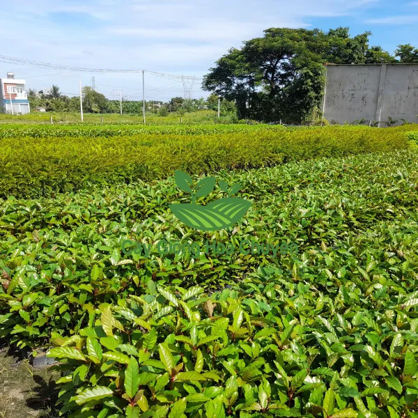 CÂY GÁO VÀNG ( CÂY THIÊN NGÂN)