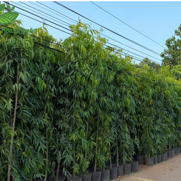 CÂY HOÀNG NAM ( CÂY HUYỀN ĐIỆP)