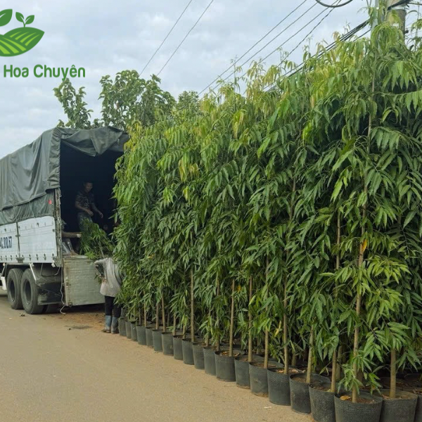 CÂY HOÀNG NAM ( CÂY HUYỀN ĐIỆP)