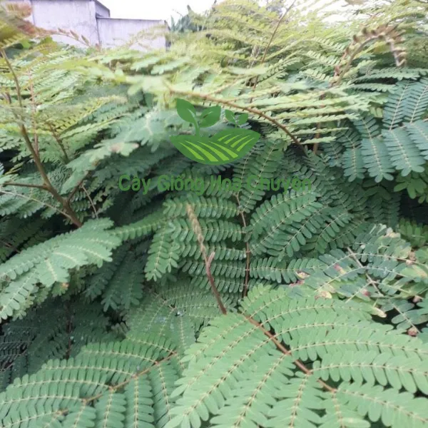 CÂY LIM XẸT ( CÂY LIM SÉT)