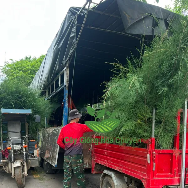 CÂY PHI LAO