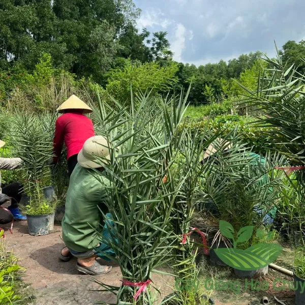 CÂY CHÀ LÀ ĂN TRÁI