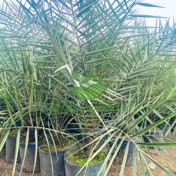 CÂY CHÀ LÀ ĂN TRÁI