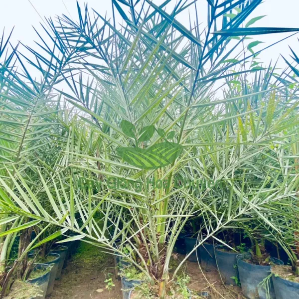 CÂY CHÀ LÀ ĂN TRÁI