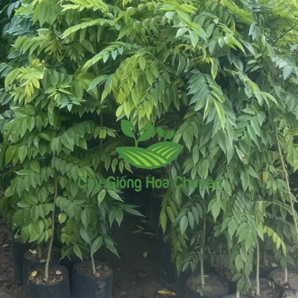 CÂY SƯA ĐỎ GIỐNG