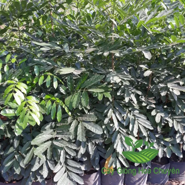 CÂY XÀ CỪ