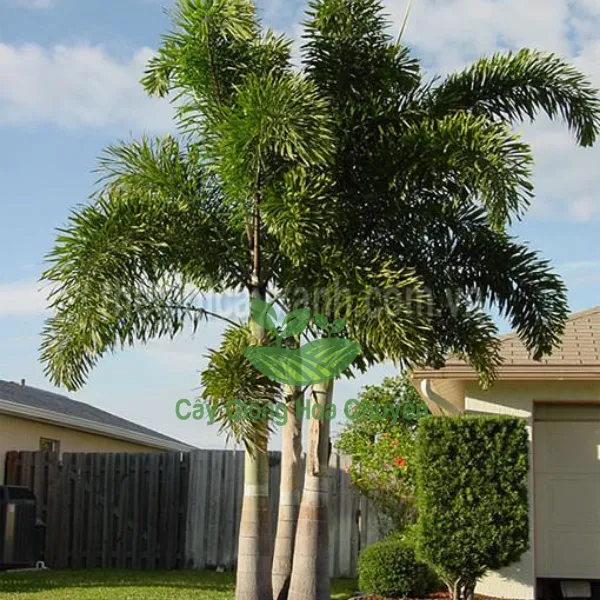 CÂY CAU ĐUÔI CHỒN