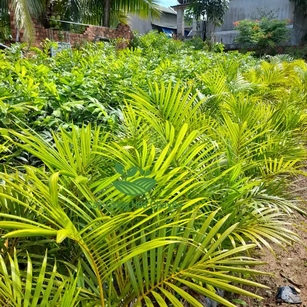 CÂY CAU VÀNG