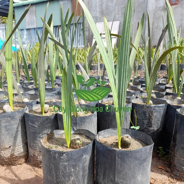 CÂY CỌ BẠC 