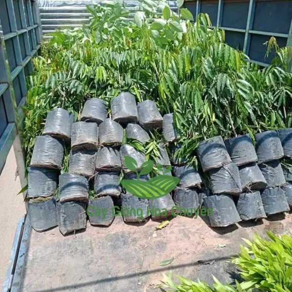 CÂY HOÀNG NAM ( CÂY HUYỀN ĐIỆP)