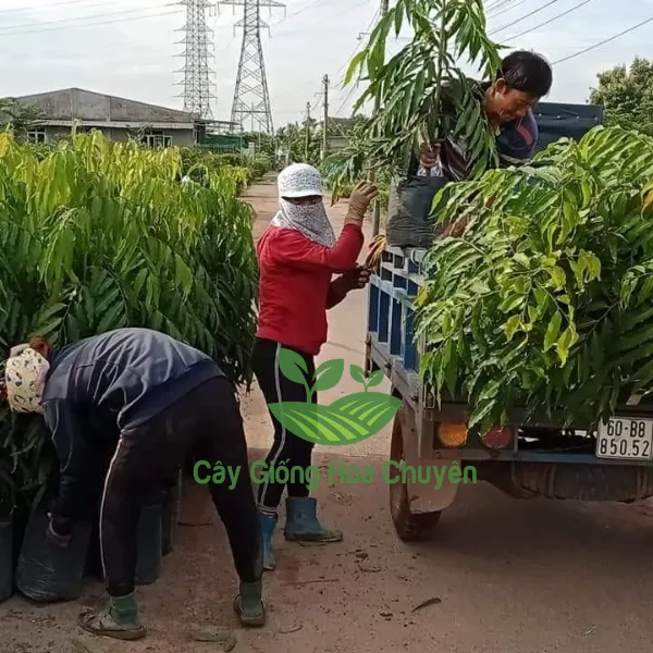 CÂY HOÀNG NAM ( CÂY HUYỀN ĐIỆP)