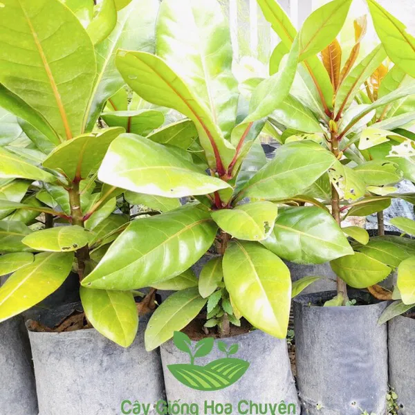 CÂY BÀNG SINGAPORE