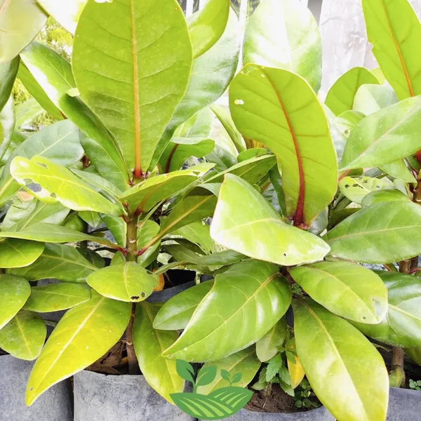 CÂY BÀNG SINGAPORE