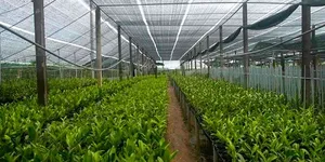 BẠT LƯỚI CHẮN NẮNG KHỔ 2M, 3M, 4M LƯỚI XANH LƯỚI ĐEN GIÁ RẺ