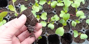 KHAY ƯƠM CÂY LOẠI LỚN LOẠI BÉ SIÊU BỀN CHỊU NHIỆT DỄ SỬ DỤNG
