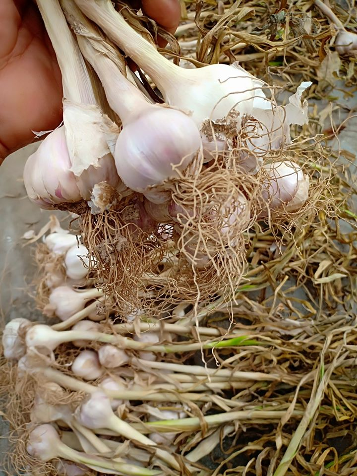 Đặc sản Quảng Bình tỏi tía Quảng Minh củ chắc, có mùi thơm Đặc sản Quảng Bình tỏi tía Quảng Minh củ chắc, có mùi thơm