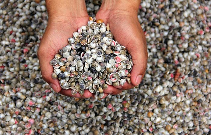 Ốc ruốc là loài ốc nhỏ xíu, mặc dù ruột bé tí thôi nhưng khi ăn lại rất ngon và vui miệng, đem hấp lên theo cách truyền thống Ốc ruốc là loài ốc nhỏ xíu, mặc dù ruột bé tí thôi nhưng khi ăn lại rất ngon và vui miệng, đem hấp lên theo cách truyền thống