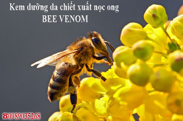 Kem dưỡng chiết xuất nọc ong Bee Venom Mitidi-kem-duong-da-chiet-xuat-noc-ong-bee-venom-cua-uc-01.jpg (255 KB)