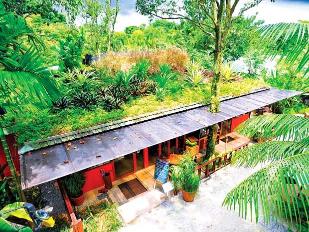 Trồng cây trên mái tôn