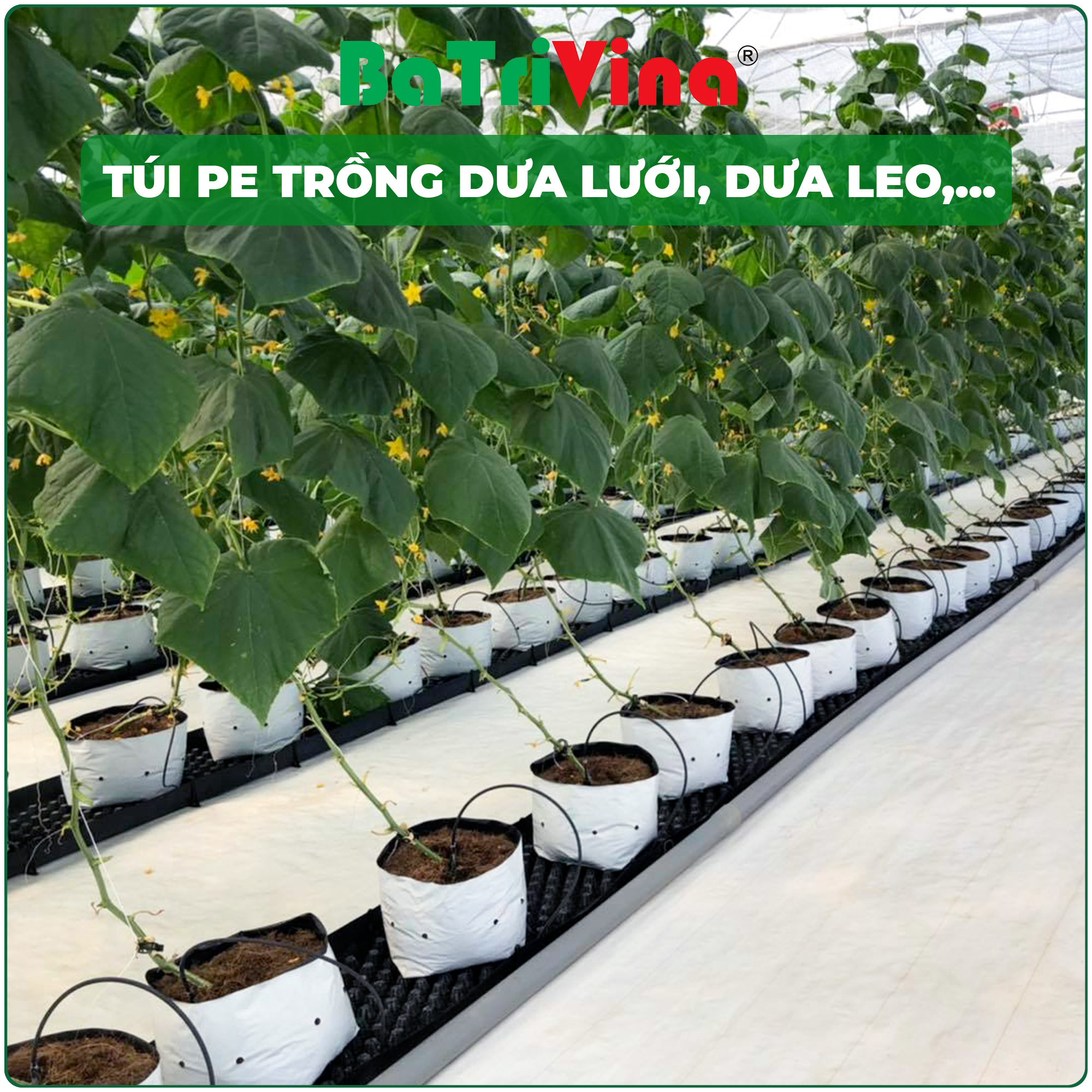 Túi PE 2 lớp trắng đen, trồng cây dưới lưới, dưa leo, cà chua,... nông nghiệp nhà màng (Giá theo 1kg)