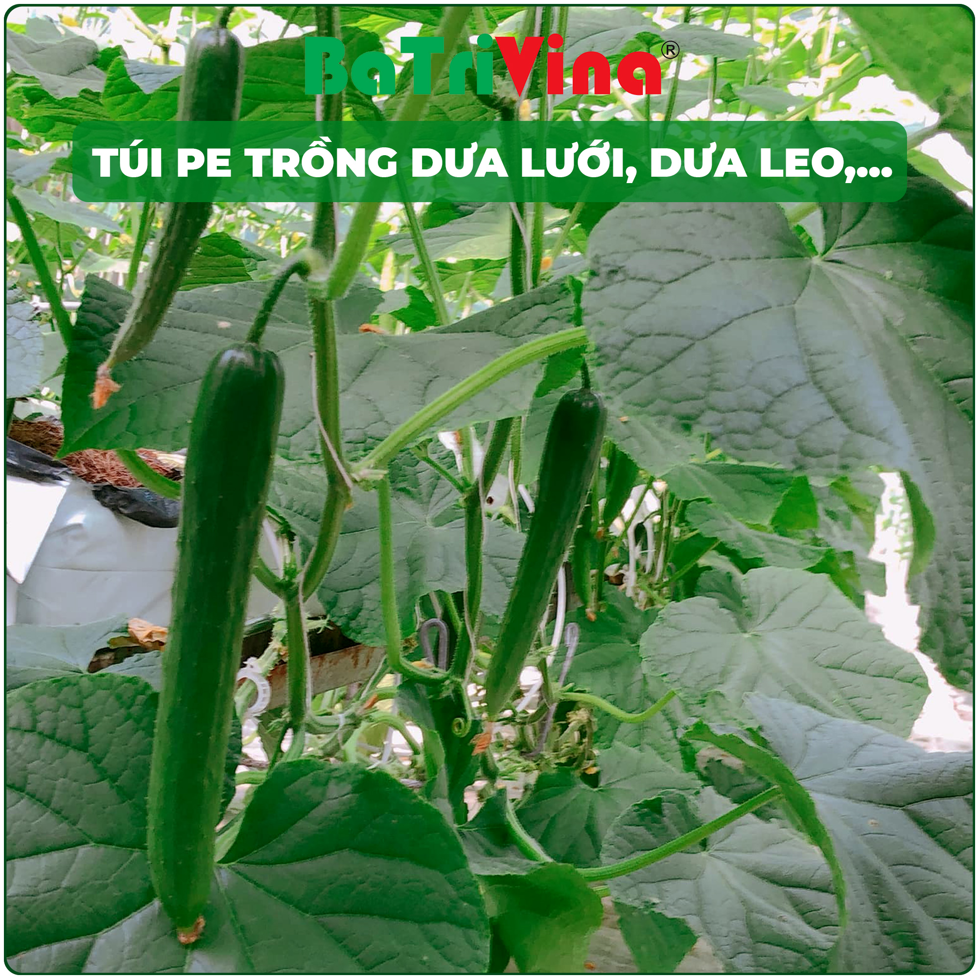 Túi PE 2 lớp trắng đen, trồng cây dưới lưới, dưa leo, cà chua,... nông nghiệp nhà màng (Giá theo 1kg)