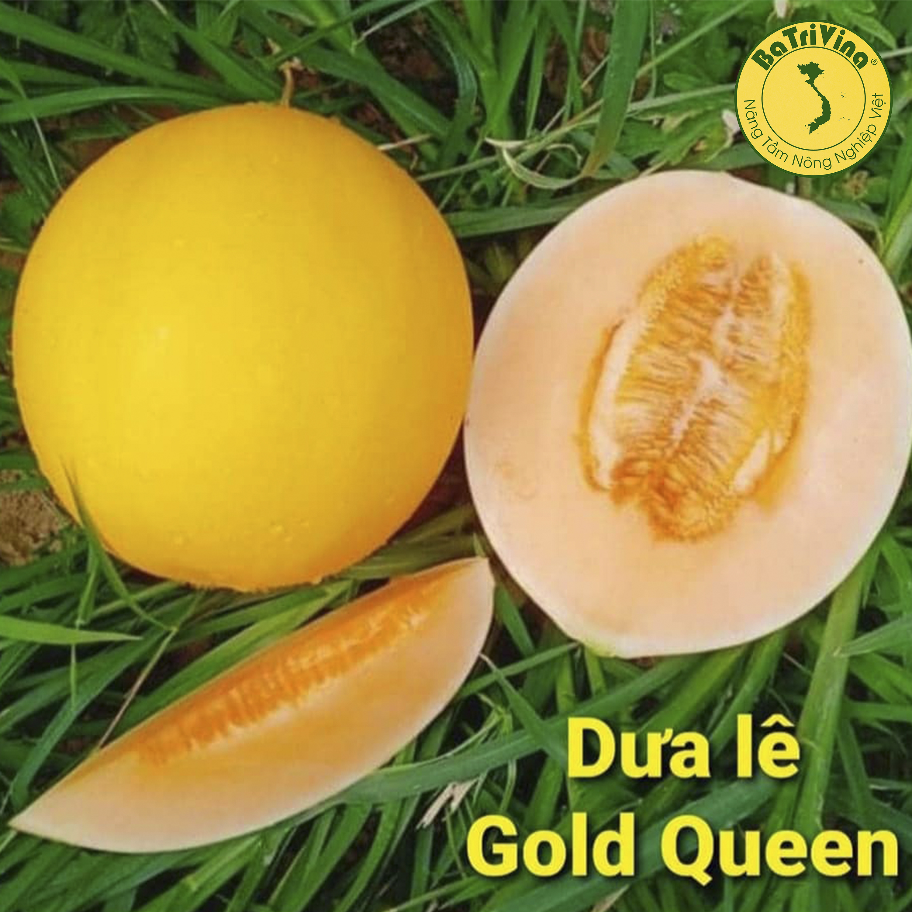 Dưa lê Gold Queen chuẩn Mỹ - Combo 10 hạt
