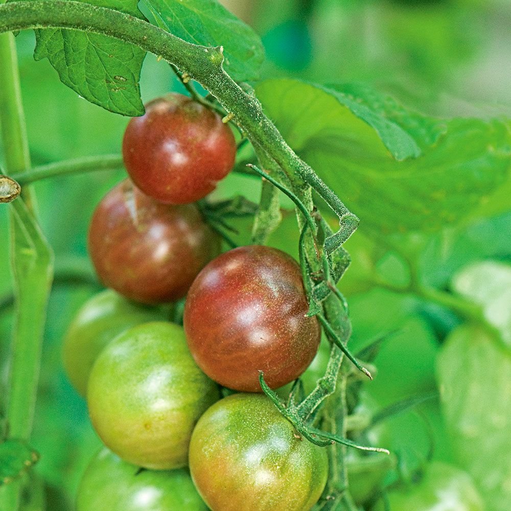 Cà chua Black Cherry - Hũ 10 hạt