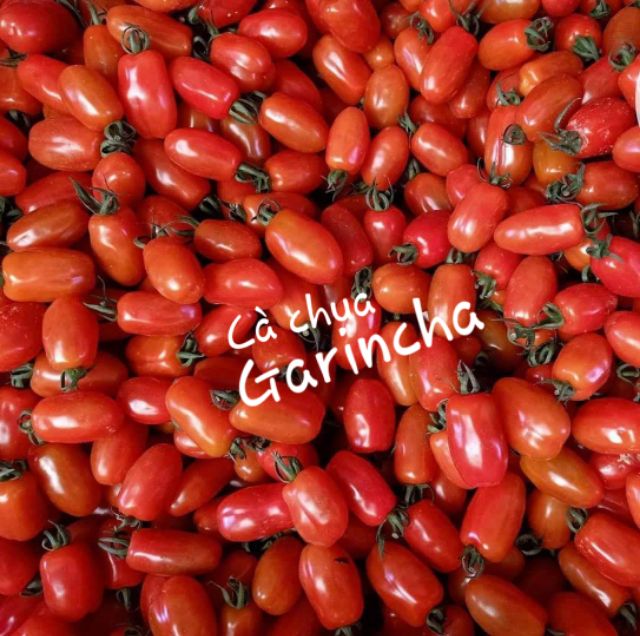 Cà chua cherry đỏ Garincha F1 Hà Lan - Combo 5 hạt