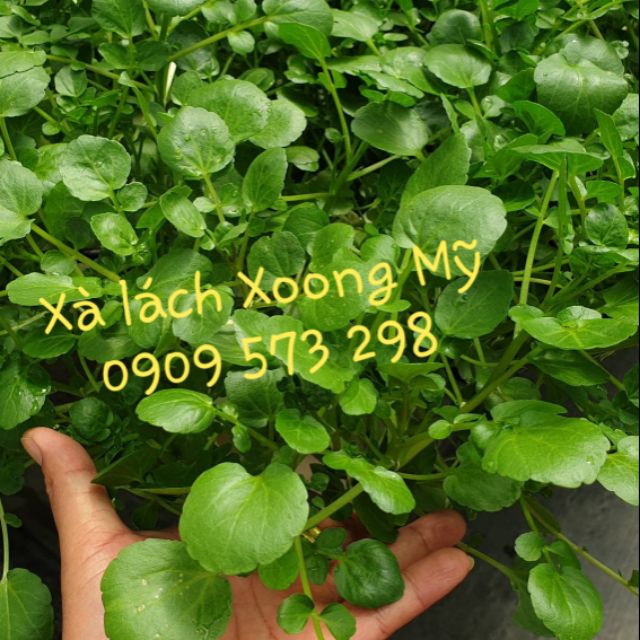 Xà lách Xoong (Watercress) - Gói 1gr (~5000 hạt)