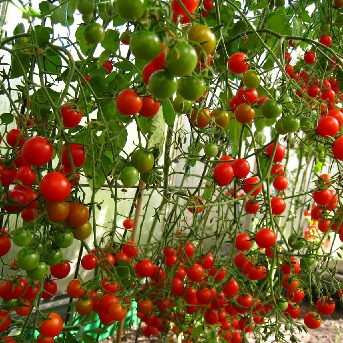 Cà chua Chuỗi Ngọc siêu đẹp giống Mỹ - Combo 5 hạt