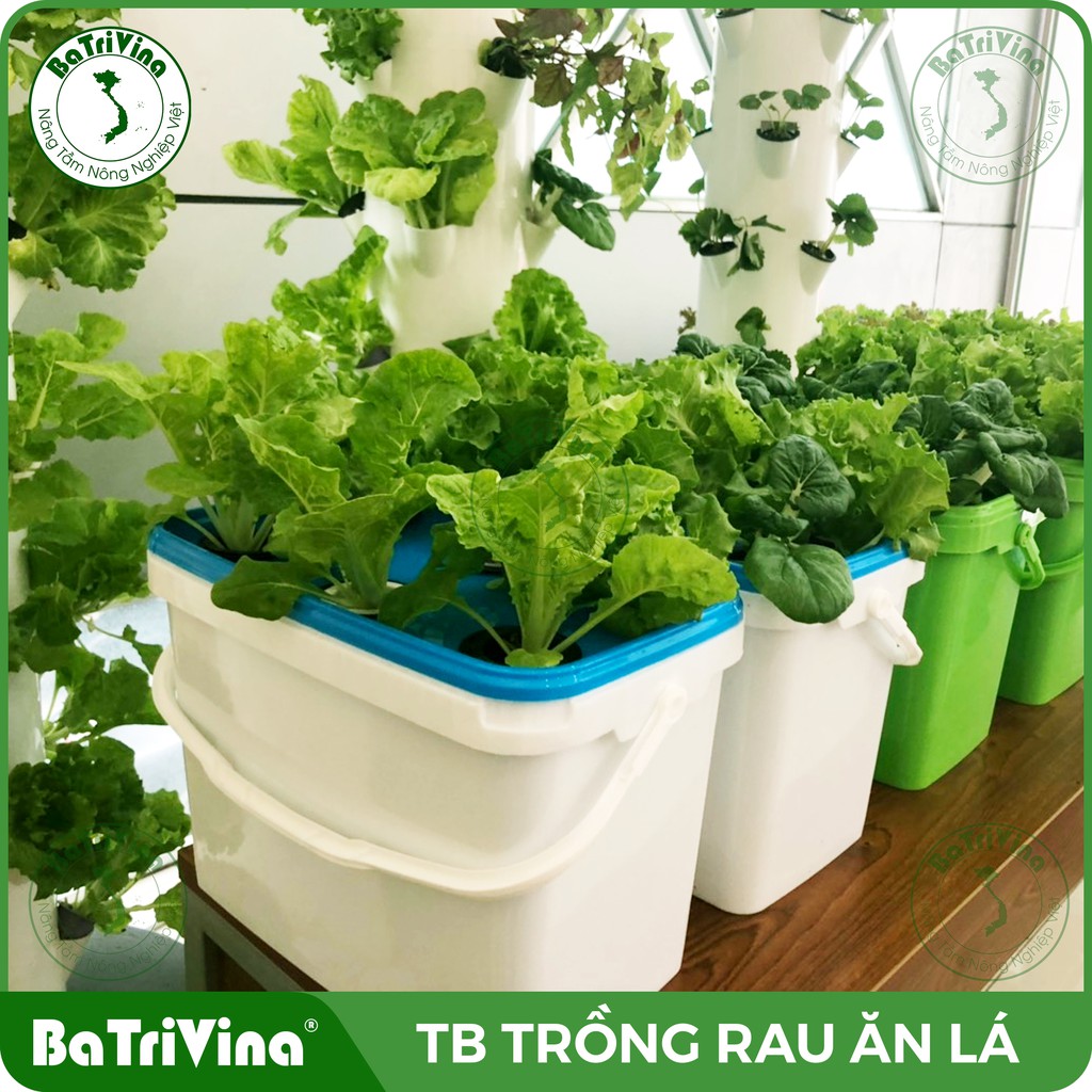Combo 10 thùng trồng rau ăn lá thủy canh tĩnh BaTriVina (Đầy đủ phụ kiện trồng)