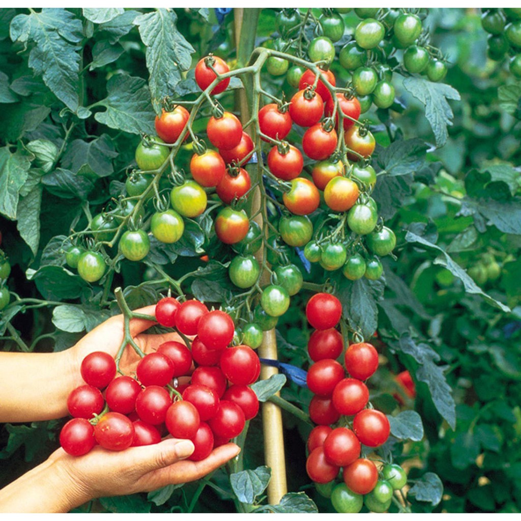 Cà chua Chuỗi Ngọc siêu đẹp giống Mỹ - Combo 5 hạt