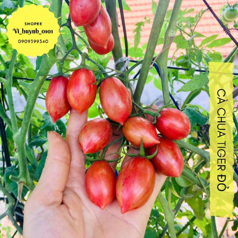 Cà chua Cherry Tiger Đỏ - Combo 5 hạt