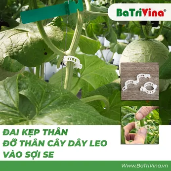 Đai Kẹp Thân - Đai Giữ Thân Cây dây leo vào SE (Combo 50 cái)