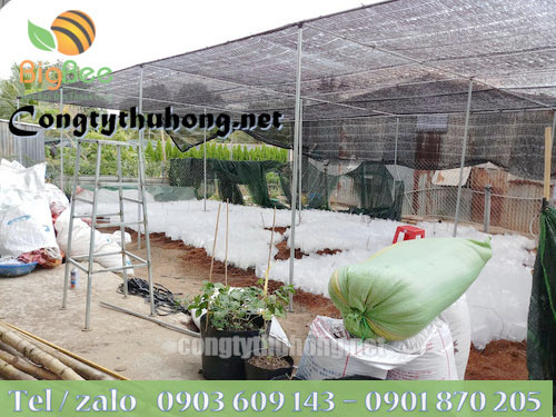 Lưới nhựa che nắng được sử dụng phổ biến trong nhà vườn