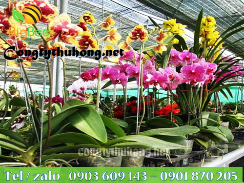 Chọn lưới có độ che phủ phù hợp với từng loại Lan