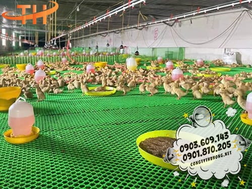 Lưới nhựa mắt cáo Mua lưới nhựa mắt cáo TPHCM