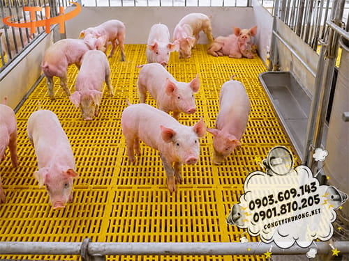 Sàn nhựa nuôi heo Sàn nhựa nuôi heo