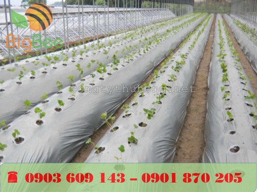 Hướng mặt bạc lên trên nhằm tăng cường ánh sáng cho cây