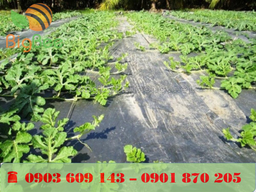 Đối với cây ưa nắng thì phủ hướng mặt đen lên trên