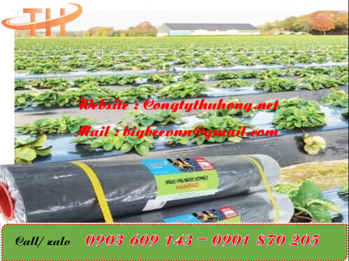 Màng phủ nông nghiệp được dùng rộng rãi trong trồng trọt