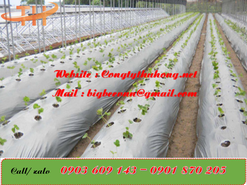 Sử dụng màng phủ xám cho cây ít ưa nhiệt độ cao