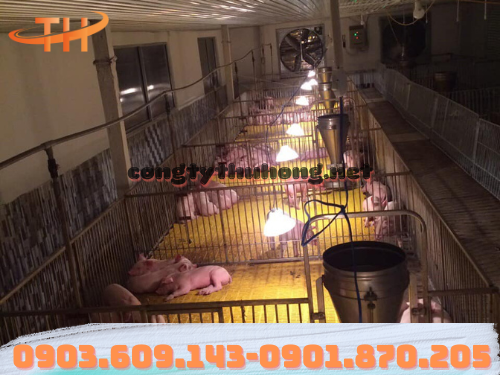 Sàn nhựa chăn nuôi heo