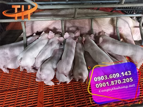 Sàn nhựa nuôi heo giá tốt Sàn nhựa nuôi heo giá tốt