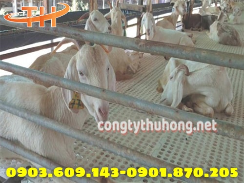 Sàn nhựa nuôi dê Sàn nhựa nuôi dê