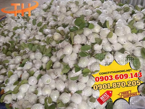 Xốp lưới bọc ổi Xốp bọc ổi