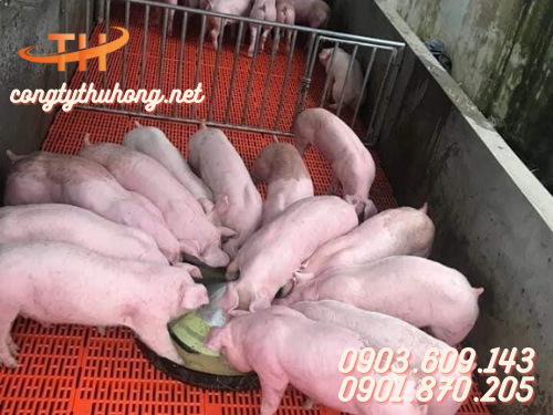 Sàn nhựa nuôi heo
