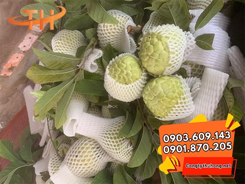 Xốp bọc trái cây giá rẻ Xốp bọc trái cây giá rẻ