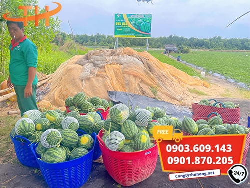 Cần xé nhựa Nơi bán cần xé nhựa